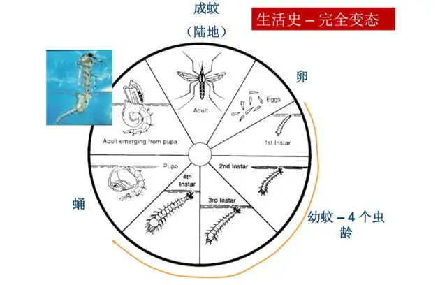 人大代表提议全面消灭蚊子！如果蚊子全部灭绝了，到底有多可怕？