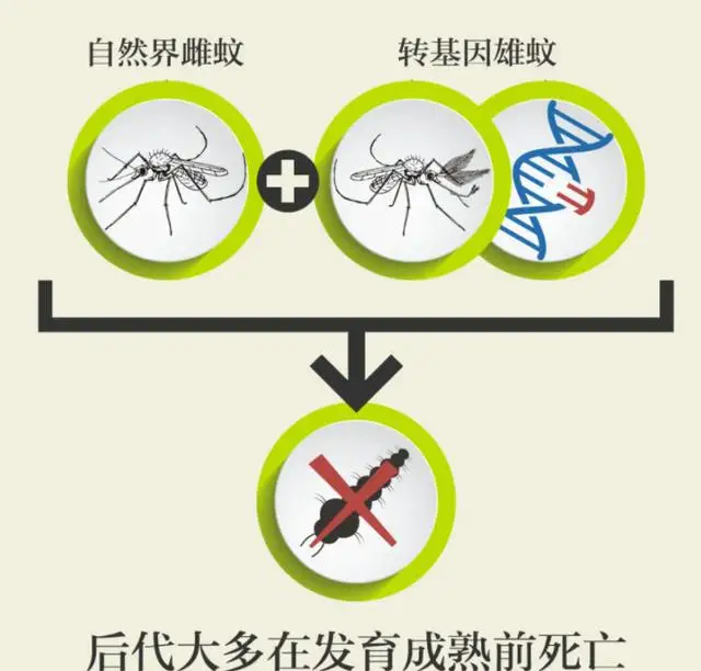 人大代表提议全面消灭蚊子！如果蚊子全部灭绝了，到底有多可怕？