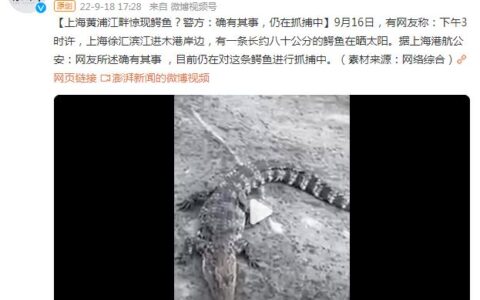 上海警方回应黄浦江畔出现鳄鱼：仍在抓捕中