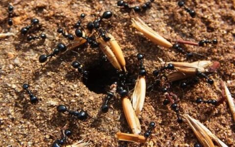 新研究估算：全球蚂蚁总数约2亿亿只