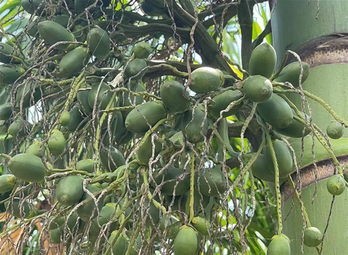 “槟榔下架”风波中的种植户：收购价下跌，种植5000棵槟榔或将损失20万元