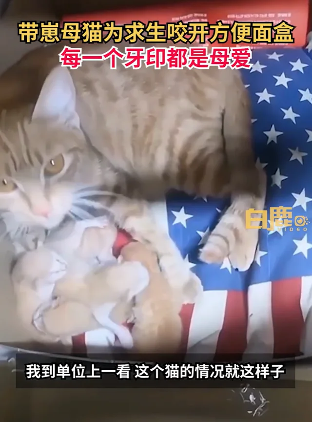 母猫被封公司20余天,期间独自产崽啃方便面求生,收养人:面盒上全是牙印 母猫被封公司20余天,期间独自产崽啃方便面求生,收养人:面盒上全是牙印