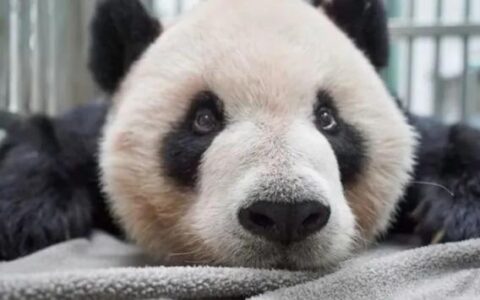 大陆赠台大熊猫团团突现癫痫 台北市动物园：已外诊接受检查，正在休养中