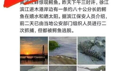 上海黄浦江畔的鳄鱼抓到了