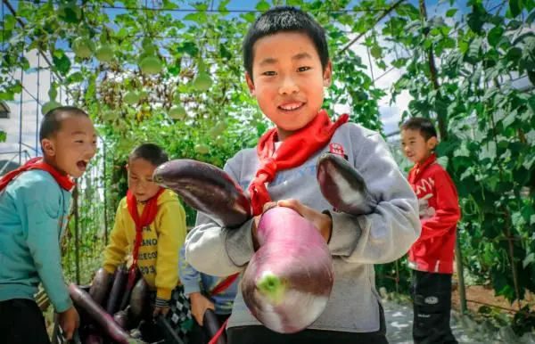 在这所云南村小，上千师生三餐吃的都是自己种的