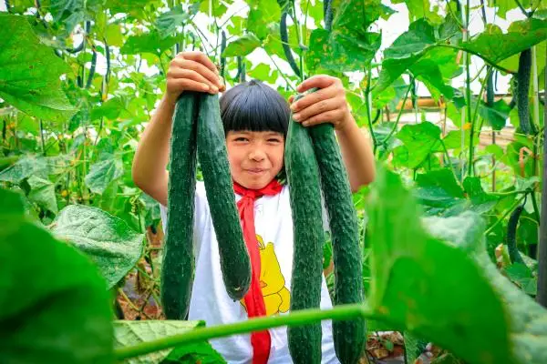 在这所云南村小，上千师生三餐吃的都是自己种的