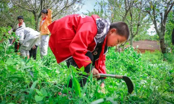 在这所云南村小，上千师生三餐吃的都是自己种的