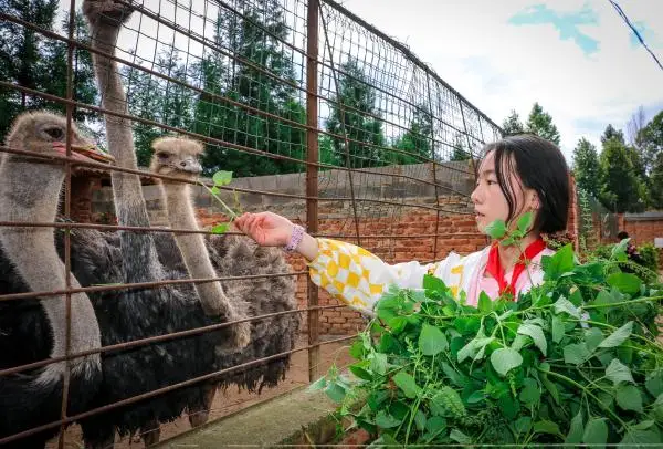 在这所云南村小，上千师生三餐吃的都是自己种的