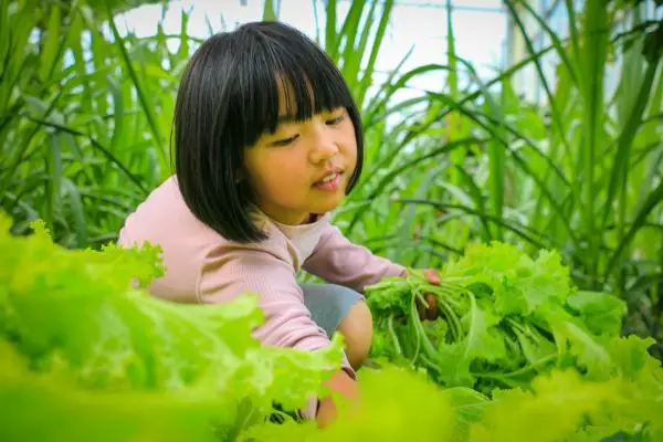 在这所云南村小，上千师生三餐吃的都是自己种的