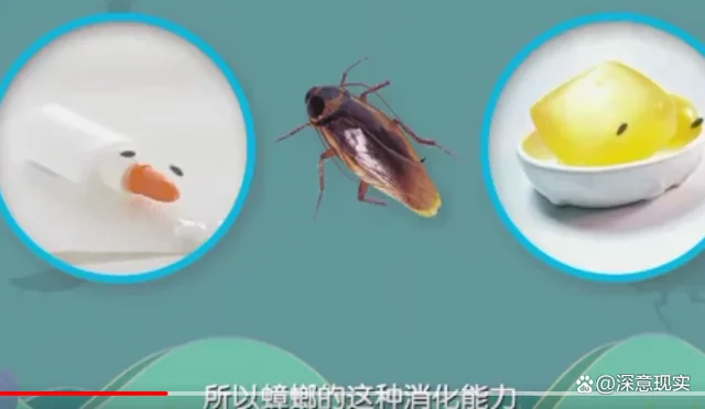 1只蟑螂1年可繁衍出1000万只蟑螂，死后其卵鞘仍然是“活着”的