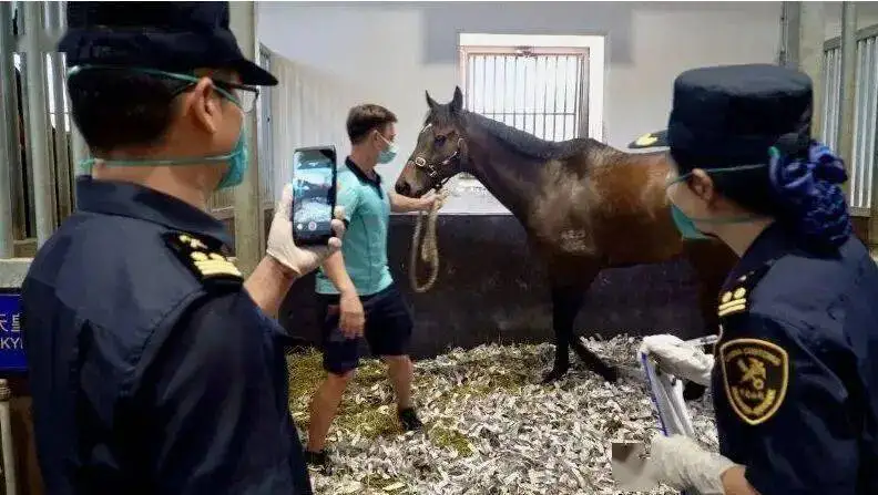 丽江价值28万赛马已经找到，瘦了20斤