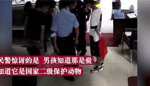 男孩交给民警1只4眼蓝血小怪物让人惊叹 名叫鲎：堪称活化石 已活4亿多年