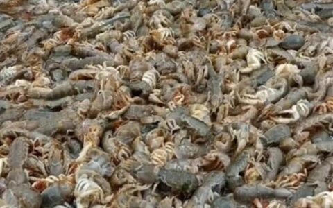 烟台海边出现大量泸沽虾 有人捡了30斤：瞬间实现海鲜自由