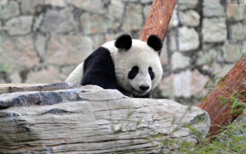 大陆赠台大熊猫“团团”健康状况不佳 岛内民众牵挂