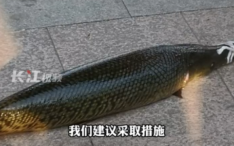 武汉一人工湖中鳄雀鳝被钓起 专家科普为何非抓不可：水中活物几乎通吃