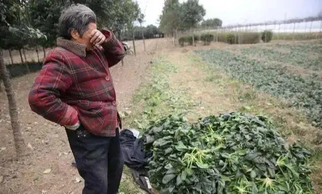 自动草稿