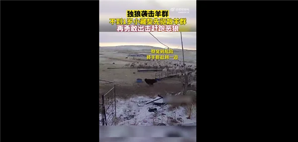 独狼袭击羊群被不到1岁藏獒赶跑引围观：网友直呼藏獒战斗力爆表