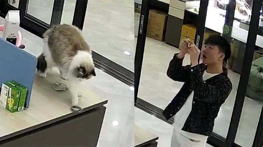 猫咪摔坏12万翡翠手镯被连夜送走，网友称这事真不赖猫咪