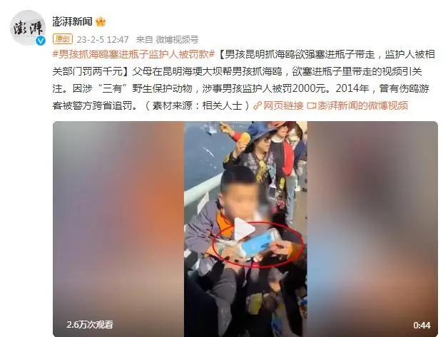 男孩昆明抓海鸥欲强塞进瓶子带走，监护人被相关部门罚两千元