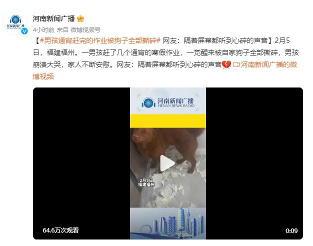 男孩通宵赶完作业被狗子撕碎 网友：把狗子带给老师处理