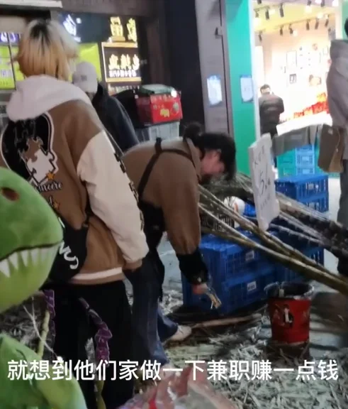 生活不易！女生寒假兼职削甘蔗累到绷不住