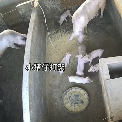 小猪打架被猪妈妈一秒制服：当场甩飞！网友：真是不惯着啊