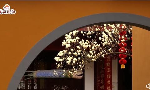 杭州法喜寺500岁玉兰盛放，花期只有10天左右，网友：花开盛世