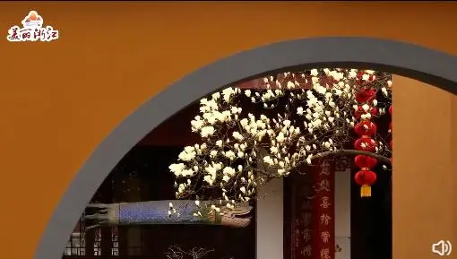 杭州法喜寺500岁玉兰盛放，花期只有10天左右，网友：花开盛世