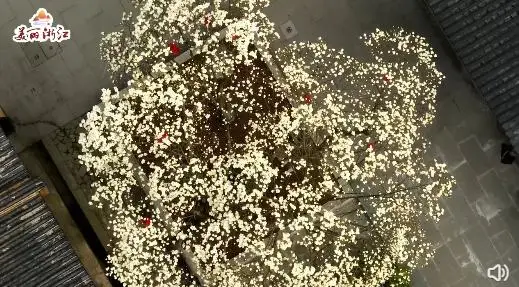 杭州法喜寺500岁玉兰盛放，花期只有10天左右，网友：花开盛世