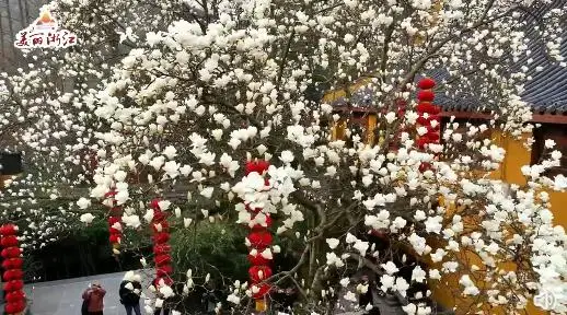 杭州法喜寺500岁玉兰盛放，花期只有10天左右，网友：花开盛世