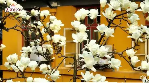 杭州法喜寺500岁玉兰盛放，花期只有10天左右，网友：花开盛世