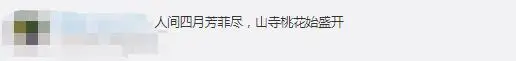 杭州法喜寺500岁玉兰盛放，花期只有10天左右，网友：花开盛世