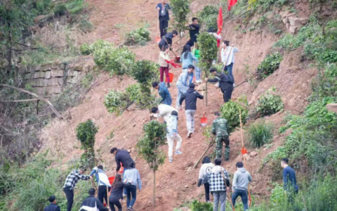 重庆去年山火救援志愿者又回来植树