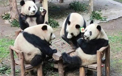 四只大熊猫凑一桌像在打麻将：网友倍加思念在美受苦的 YY