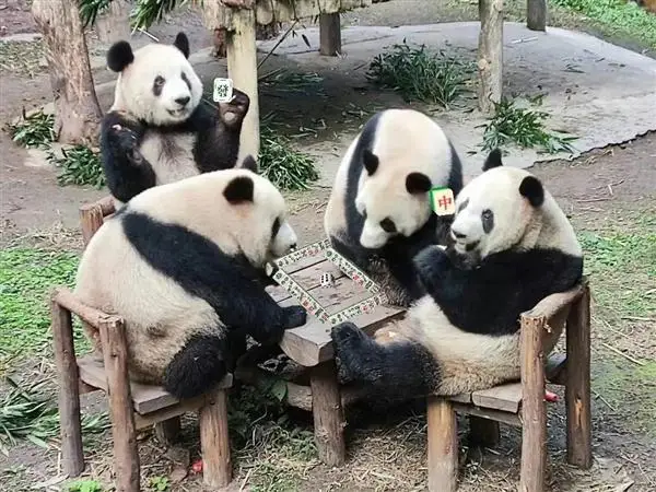 四只大熊猫凑一桌像在打麻将：网友倍加思念在美受苦的 YY