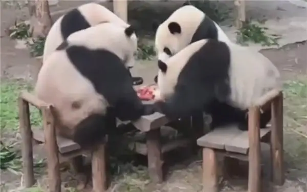 四只大熊猫凑一桌像在打麻将：网友倍加思念在美受苦的 YY