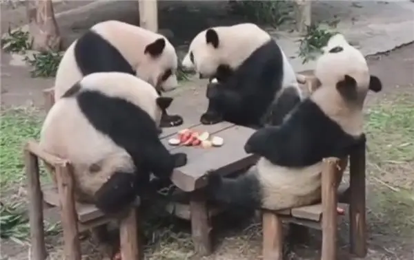 四只大熊猫凑一桌像在打麻将：网友倍加思念在美受苦的 YY