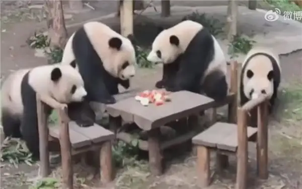 四只大熊猫凑一桌像在打麻将：网友倍加思念在美受苦的 YY