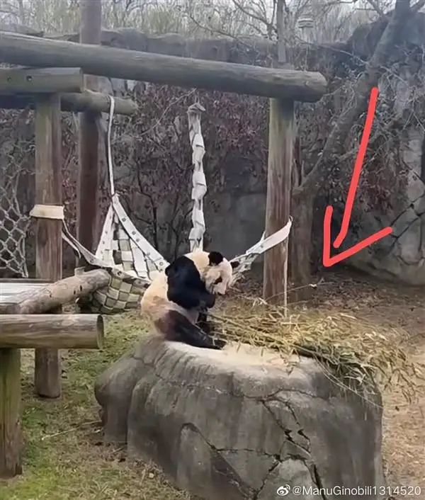 四只大熊猫凑一桌像在打麻将：网友倍加思念在美受苦的 YY