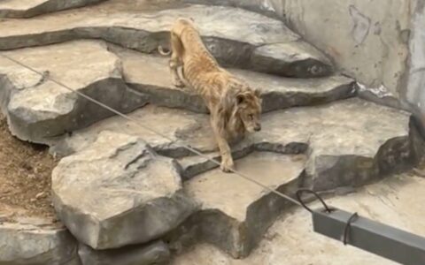 南京一动物园狮子瘦成排骨 回应：老了进食不好