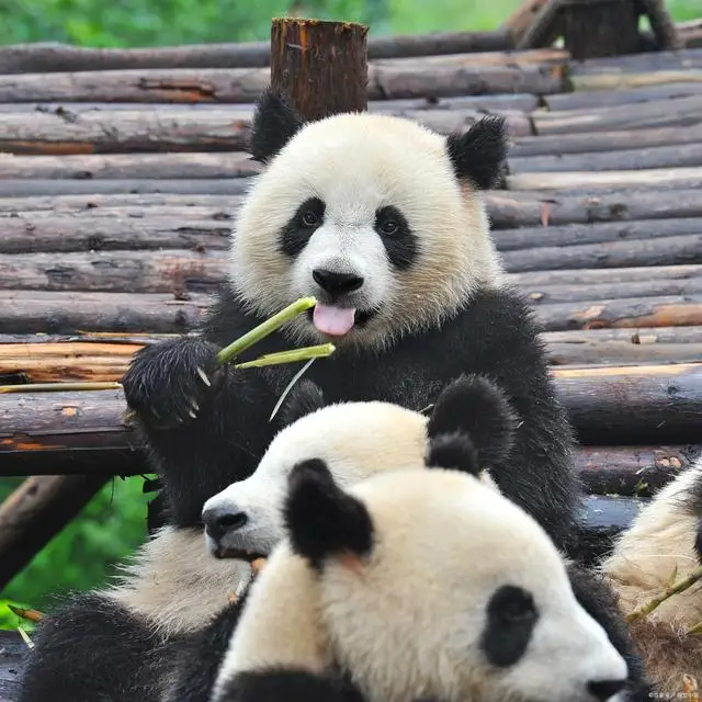 游客饮料不慎掉落被大熊猫捡来喝