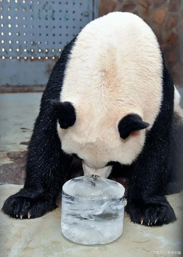 游客饮料不慎掉落被大熊猫捡来喝