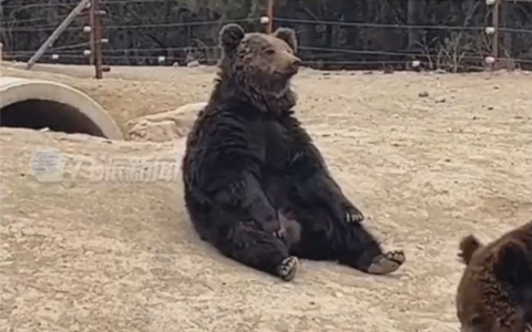 动物园棕熊能懂人话 被质疑是人假扮：回应确实是真熊