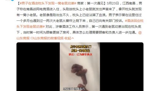 男子在酒店枕头下发现一窝老鼠幼崽 商家：头一次见