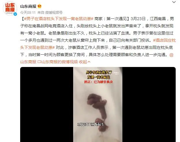 男子在酒店枕头下发现一窝老鼠幼崽 商家：头一次见