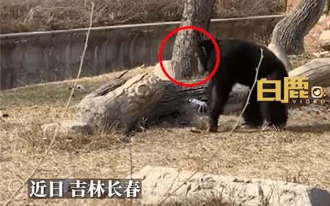 猩猩被游客扔瓶子砸头后扔回反击 动物园回应被教坏了：网友直呼做的对