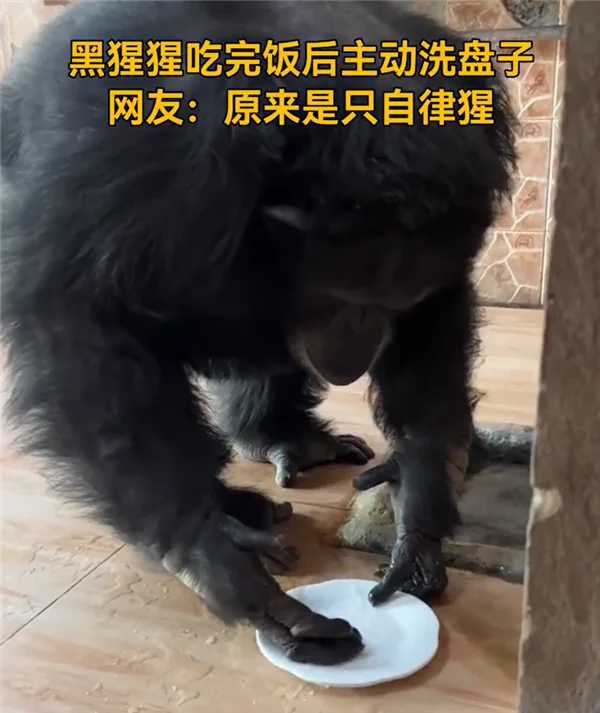 真不是人扮的？黑猩猩吃完饭主动到水池里洗盘子游客看呆