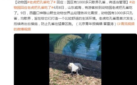 动物园回应老虎把孔雀吃了：园区有1000多只散养孔雀，将适当管理