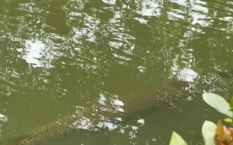 广州一高校中心湖发现外来入侵物种鳄雀鳝