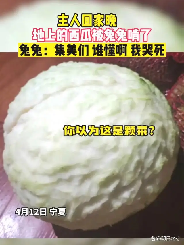 兔子咬西瓜一千多口没吃到瓤，网友们看了后有人则被它萌翻